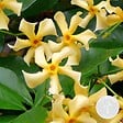 BLOOMIQUE - Trachelospermum jasminoides - Jasmin étoilé jaune - Plantes grimpantes - H. 50-70 cm - P. 15 cm - vignette