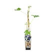 BLOOMIQUE - Vitis Vinifera 'Boskoop Glory' - Plant de raisin - Raisins bleus - P. 14 cm - H. 60-70cm - vignette