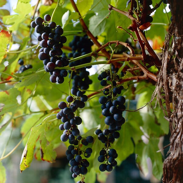 BLOOMIQUE - Vitis Vinifera 'Boskoop Glory' - Plant de raisin - Raisins bleus - P. 14 cm - H. 60-70cm - large