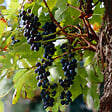 BLOOMIQUE - Vitis Vinifera 'Boskoop Glory' - Plant de raisin - Raisins bleus - P. 14 cm - H. 60-70cm - vignette