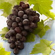 BLOOMIQUE - Vitis Vinifera 'Boskoop Glory' - Plant de raisin - Raisins bleus - P. 14 cm - H. 60-70cm - vignette
