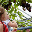 BLOOMIQUE - 2x Vitis Vinifera 'Boskoop Glory' - Plant de raisin - Raisins bleus - P. 14 cm - H. 60-70cm - vignette
