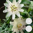 BLOOMIQUE - Lot de 2 - Passiflora 'Constance Elliott' - Fleur de la passion - Blanche - H. 50-70 cm - P. 15 cm - vignette
