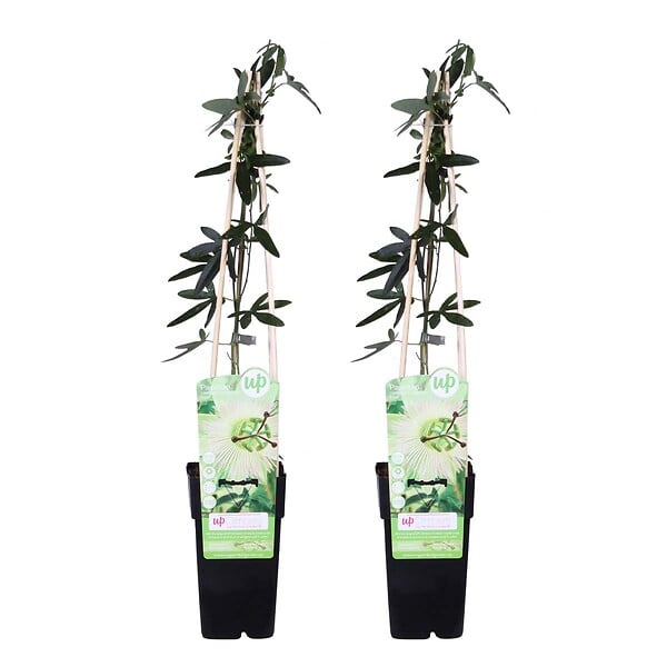 BLOOMIQUE - Lot de 2 - Passiflora 'Constance Elliott' - Fleur de la passion - Blanche - H. 50-70 cm - P. 15 cm - large