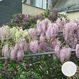 BLOOMIQUE - Wisteria floribunda 'Rosea' - Glycine rose - Plantes grimpantes - H. 50-70 cm - P. 15 cm - vignette