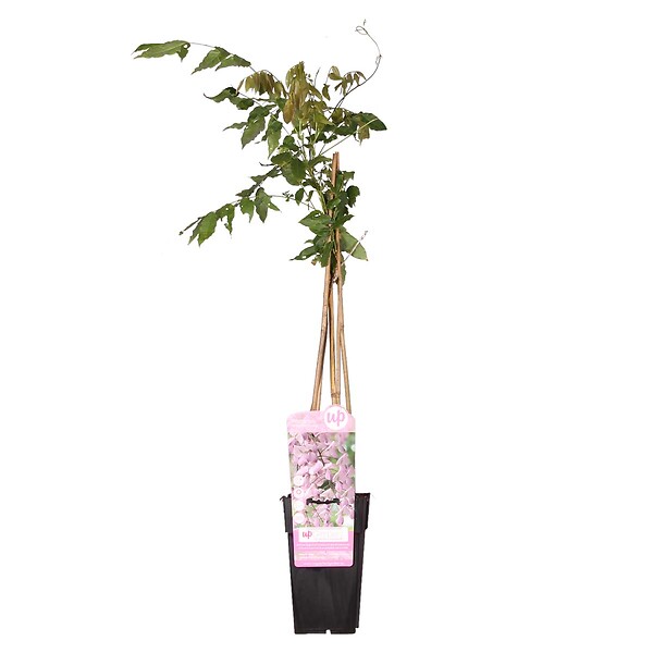 BLOOMIQUE - Wisteria floribunda 'Rosea' - Glycine rose - Plantes grimpantes - H. 50-70 cm - P. 15 cm - large