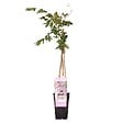 BLOOMIQUE - Wisteria floribunda 'Rosea' - Glycine rose - Plantes grimpantes - H. 50-70 cm - P. 15 cm - vignette