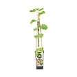 BLOOMIQUE - Vitis Vinifera 'Vroege van der Laan' - Plant de raisin - Raisins blancs - P. 14 cm - H. 60-70cm - vignette