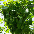 BLOOMIQUE - Vitis Vinifera 'Vroege van der Laan' - Plant de raisin - Raisins blancs - P. 14 cm - H. 60-70cm - vignette