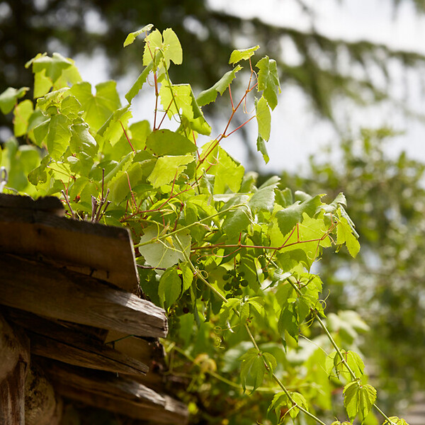 BLOOMIQUE - Vitis Vinifera 'Vroege van der Laan' - Plant de raisin - Raisins blancs - P. 14 cm - H. 60-70cm - large