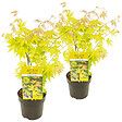 BLOOMIQUE - Lot de 2 - Acer palmatum 'Orange Dream' - Érable du Japon - H. 40-50 cm - P. 15 cm - vignette
