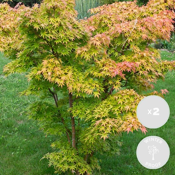 BLOOMIQUE - Lot de 2 - Acer palmatum 'Orange Dream' - Érable du Japon - H. 40-50 cm - P. 15 cm - large