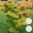 BLOOMIQUE - Lot de 2 - Acer palmatum 'Orange Dream' - Érable du Japon - H. 40-50 cm - P. 15 cm - vignette