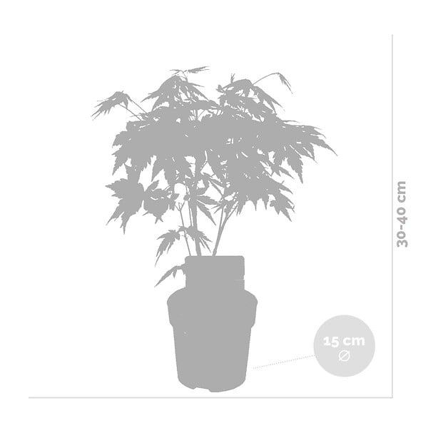 BLOOMIQUE - Lot de 2 - Acer palmatum 'Orange Dream' - Érable du Japon - H. 40-50 cm - P. 15 cm - large
