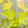 BLOOMIQUE - Lot de 2 - Acer palmatum 'Orange Dream' - Érable du Japon - H. 40-50 cm - P. 15 cm - vignette