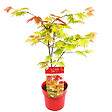 BLOOMIQUE - Acer Shirasawanum 'Moonrise' - Érable du Japon - Plantes de jardin - H. 50-70 cm - P. 19 cm - vignette