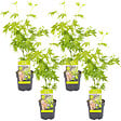 BLOOMIQUE - Lot de 4 - Acer palmatum 'Going Green' - Érable du Japon - Feuillage vert - H. 25-40 cm - P. 10,5 cm - vignette