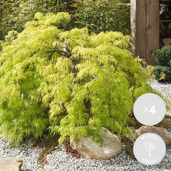 BLOOMIQUE - Lot de 4 - Acer palmatum 'Going Green' - Érable du Japon - Feuillage vert - H. 25-40 cm - P. 10,5 cm - large
