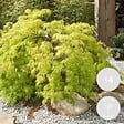 BLOOMIQUE - Lot de 4 - Acer palmatum 'Going Green' - Érable du Japon - Feuillage vert - H. 25-40 cm - P. 10,5 cm - vignette