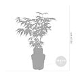 BLOOMIQUE - Lot de 4 - Acer palmatum 'Going Green' - Érable du Japon - Feuillage vert - H. 25-40 cm - P. 10,5 cm - vignette