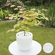 BLOOMIQUE - Acer Shirasawanum 'Moonrise' - Érable du Japon - Plantes de jardin - H. 30-40 cm - P. 15 cm - vignette