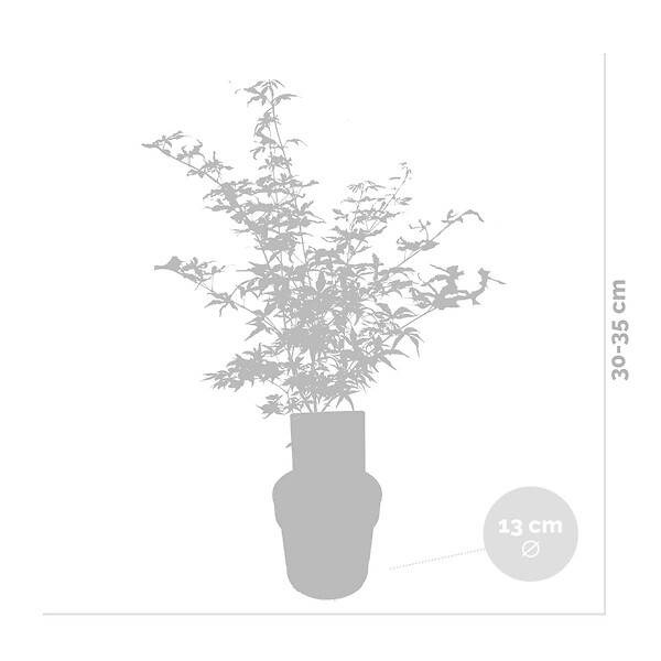 BLOOMIQUE - Acer Shirasawanum 'Moonrise' - Érable du Japon - Plantes de jardin - H. 30-40 cm - P. 15 cm - large