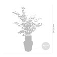 BLOOMIQUE - Acer Shirasawanum 'Moonrise' - Érable du Japon - Plantes de jardin - H. 30-40 cm - P. 15 cm - vignette
