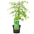 BLOOMIQUE - Acer palmatum Dissectum - Érable du Japon - Feuillage vert - H. 50-70 cm - P. 19 cm - vignette