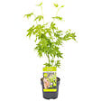 BLOOMIQUE - Acer palmatum 'Going Green' - Érable du Japon - Feuillage vert - H. 20-30 cm - P. 10,5 cm - vignette