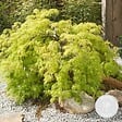 BLOOMIQUE - Acer palmatum 'Going Green' - Érable du Japon - Feuillage vert - H. 20-30 cm - P. 10,5 cm - vignette