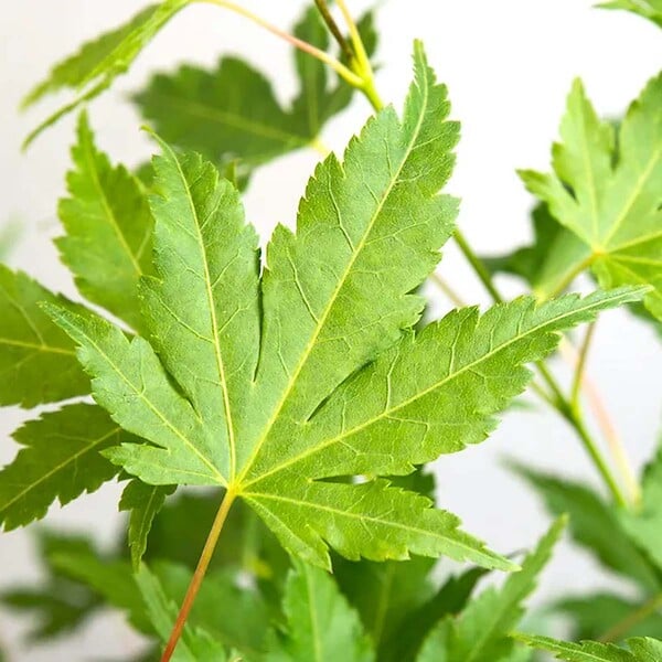 BLOOMIQUE - Acer palmatum 'Going Green' - Érable du Japon - Feuillage vert - H. 20-30 cm - P. 10,5 cm - large