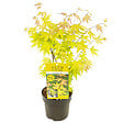 BLOOMIQUE - Acer palmatum 'Orange Dream' - Érable du Japon - Feuillage orange - H. 40-50 cm - P. 15 cm - vignette