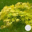 BLOOMIQUE - Acer palmatum 'Orange Dream' - Érable du Japon - Feuillage orange - H. 40-50 cm - P. 15 cm - vignette