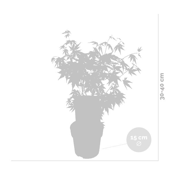 BLOOMIQUE - Acer palmatum 'Orange Dream' - Érable du Japon - Feuillage orange - H. 40-50 cm - P. 15 cm - large
