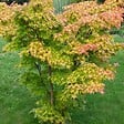 BLOOMIQUE - Acer palmatum 'Orange Dream' - Érable du Japon - Feuillage orange - H. 40-50 cm - P. 15 cm - vignette