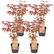 BLOOMIQUE - Lot de 4 - Acer palmatum Atropurpureum - Érable du Japon - H. 25-40 cm - P. 10,5 cm - vignette
