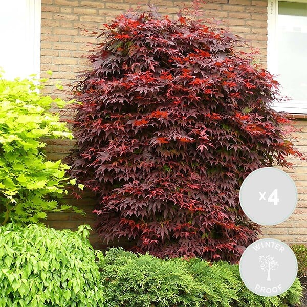 BLOOMIQUE - Lot de 4 - Acer palmatum Atropurpureum - Érable du Japon - H. 25-40 cm - P. 10,5 cm - large