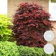 BLOOMIQUE - Lot de 4 - Acer palmatum Atropurpureum - Érable du Japon - H. 25-40 cm - P. 10,5 cm - vignette