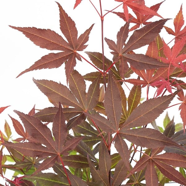 BLOOMIQUE - Lot de 4 - Acer palmatum Atropurpureum - Érable du Japon - H. 25-40 cm - P. 10,5 cm - large