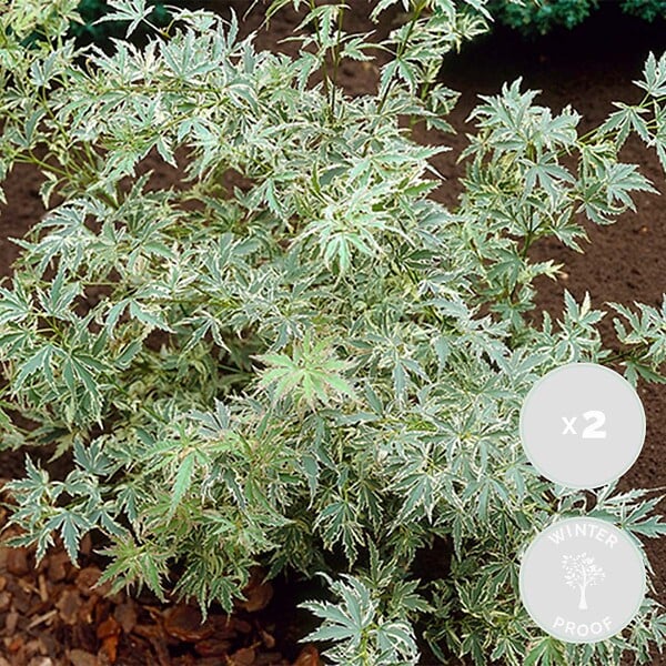 BLOOMIQUE - Lot de 2 - Acer palmatum 'Butterfly' - Érable du Japon - Feuillage panaché - H. 40-50 cm - P. 15 cm - large