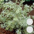 BLOOMIQUE - Lot de 2 - Acer palmatum 'Butterfly' - Érable du Japon - Feuillage panaché - H. 40-50 cm - P. 15 cm - vignette
