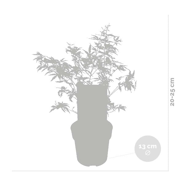 BLOOMIQUE - Lot de 2 - Acer palmatum 'Butterfly' - Érable du Japon - Feuillage panaché - H. 40-50 cm - P. 15 cm - large