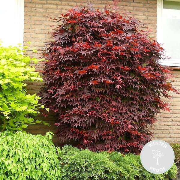 BLOOMIQUE - Acer palmatum Atropurpureum - Érable du Japon - Feuillage pourpre - H. 40-50 cm - P. 15 cm - large