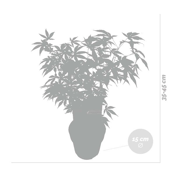 BLOOMIQUE - Acer palmatum Atropurpureum - Érable du Japon - Feuillage pourpre - H. 40-50 cm - P. 15 cm - large