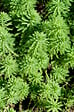 BLOOMIQUE - Myriophyllum Red Stem - Myriophylle rouge - Plantes de bassin - H. 10-20 cm - P. 11 cm - vignette