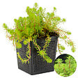 BLOOMIQUE - Myriophyllum Red Stem - Myriophylle rouge - Plantes de bassin - H. 10-20 cm - P. 11 cm - vignette
