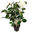 BLOOMIQUE - Camélia 'Nuccio's Gem' - Rose du Japon - Blanc - Arbuste - Persistant - Hauteur 30-35 cm - vignette