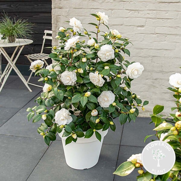BLOOMIQUE - Camélia 'Nuccio's Gem' - Rose du Japon - Blanc - Arbuste - Persistant - Hauteur 30-35 cm - large
