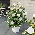 BLOOMIQUE - Camélia 'Nuccio's Gem' - Rose du Japon - Blanc - Arbuste - Persistant - Hauteur 30-35 cm - vignette