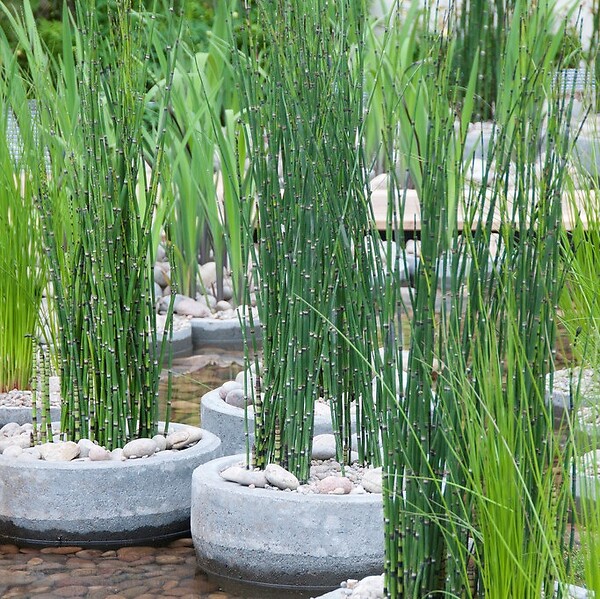 BLOOMIQUE - Lot de 3 - Juncus Spiralis - Jonc spiralé - Plantes de bassin - H. 20-30 cm - P. 9 cm - large